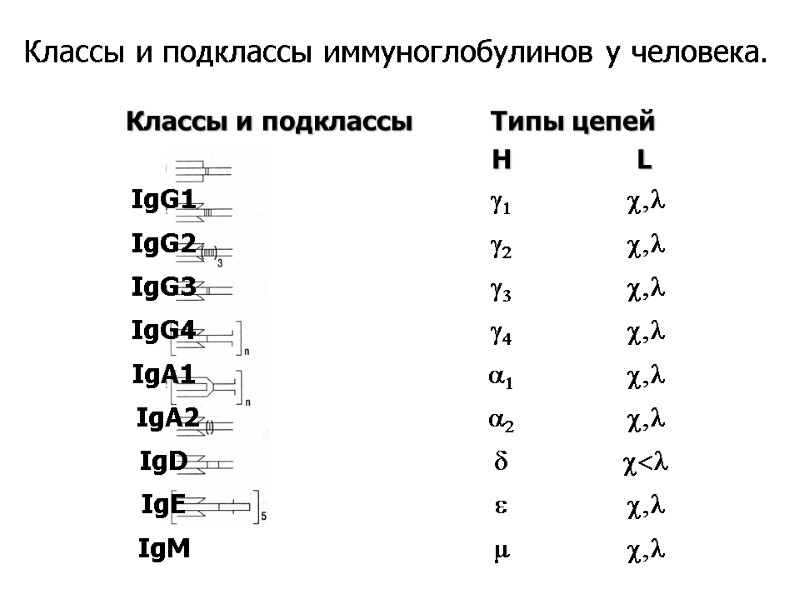 Классы и подклассы иммуноглобулинов у человека.